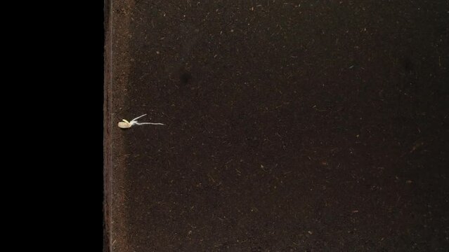 Time lapse of rye grain germinating and growing in rhizobox
