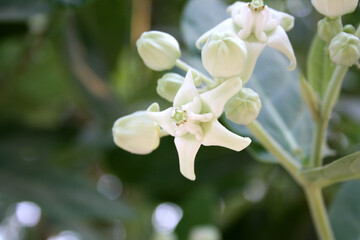 White Crown flowers (Calotropis gigantea) in bloom; (pix Sanjiv Shukla)