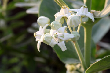 White Crown flowers (Calotropis gigantea) in bloom; (pix Sanjiv Shukla)