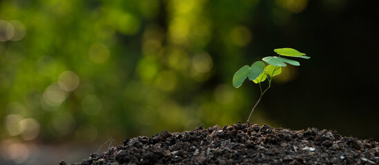 Seedling growing on rich soil in morning time , Green world earth day Care of the Environment  Ecology concept - obrazy, fototapety, plakaty