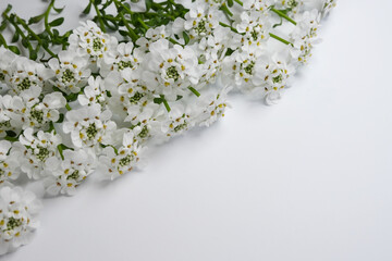 White blooming iberis sempervirens isolated on white background. Top view. Flat lay, space for text.