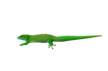 madagascar giant day gecko isolated on white background