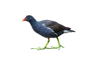 moorhen isolated on white background