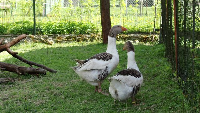 Pomeranian Goose family on meadow in 4K VIDEO. Free range waterfowl (Anser Anser domesticus) on organic farm, freely running and grazing on green grass in garden. Animal rights, back to nature concept