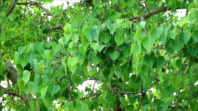 Footage of Lush Bodhi Tree Foliage in the Gentle Wind