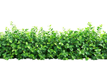 Green Hedge Against White Background