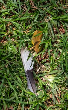 A yellow fall leaf and a grey and white feather from a dove isolated on a patch of green grass image for background use