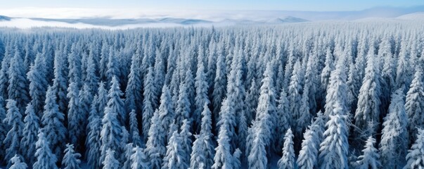 Expansive panoramic view capturing the serene beauty of a snow-covered forest landscape in winter.