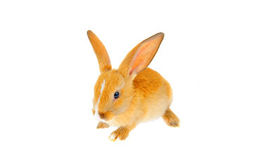 The rabbit in a white background