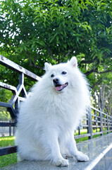 A white silver fox breed in the wild