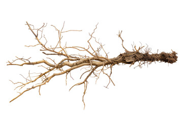 Barren Tree Branch Without Leaves