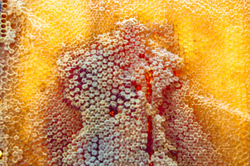 Drop of bee honey drip from hexagonal honeycombs filled with golden nectar