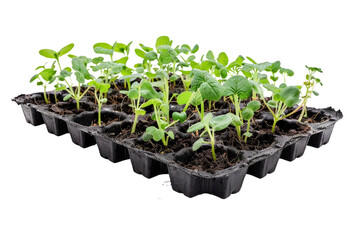 Group of Plastic Trays Filled With Plants - obrazy, fototapety, plakaty