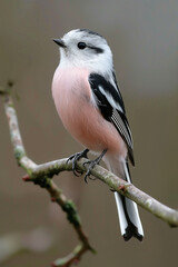 Obraz premium elegant bird with soft pink plumage on a branch