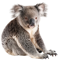 Cute koala on a transparent background. Marsupial Australian animal