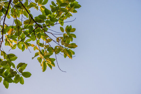 Green leaves against a clear blue sky, depicting the freshness of nature.