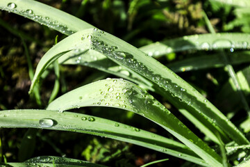 Raindrops on green leaves in the garden