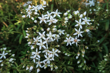 Sedum album White Stonecrop, flower petals color - 785039058
