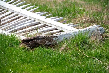 White handmade rustic white picket fence with rotten fence post lays broken on the ground of lush green grass. No people, natural sunlight, copy space.