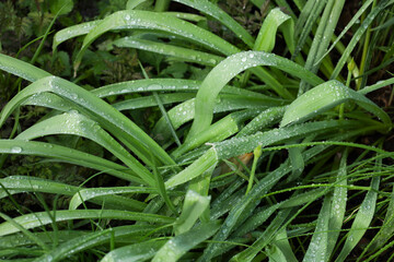 Raindrops on green leaves in the garden
