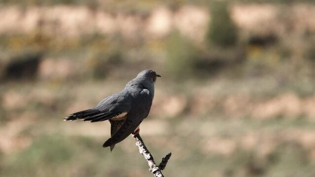 cuckoo bird singing on the branch