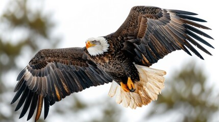 Flying North American Bald Eagle