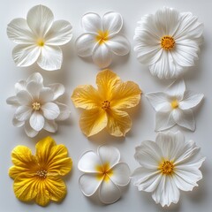 An image of a white background with flowers