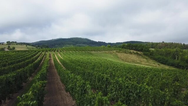 Drone shot of rows of grapevines plants in a vineyard on a sunny day in Ambierle, Loire, France
