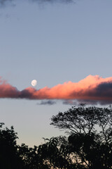 bright moon with pink sunset coud in the evening sky and tree silhouettes