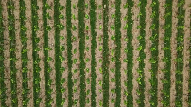Bird's eye drone shot of rows of grapevines plants in a vineyard in Ambierle, Loire, France