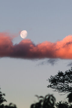 bright moon with pink sunset coud in the evening sky and tree silhouettes