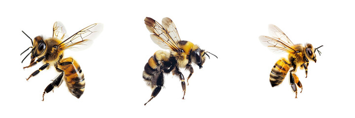 Set of bee flying isolated on a transparent background