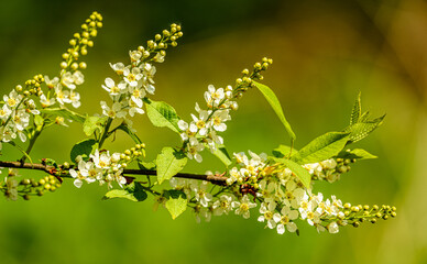 branch with white flowers of bird cherry (Prunus padus) aka hackberry, hagberry, or Mayday tree