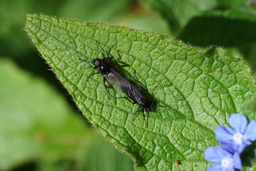 Fototapeta premium Female, male St Mark's fly (Bibio marci), family Bibionidae on a leaf of green alkanet (Pentaglottis sempervirens). Mating. Spring, April, Dutch garden, Netherlands