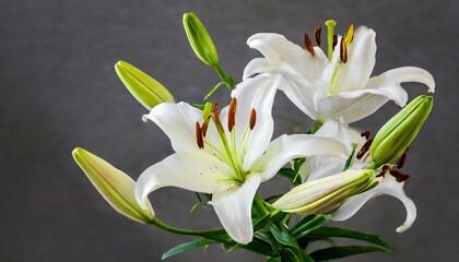 Sophisticated Beauty: Cut Out of Blooming Lilies with Buds
