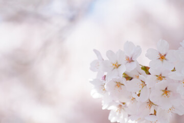 満開の桜の花　ソメイヨシノ　背景画像