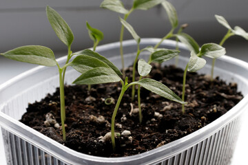 green seedlings of peppers in a plastic food box on the windowsill