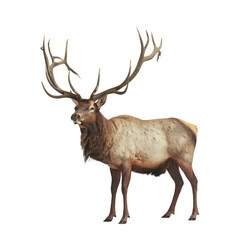 Elk alpha background