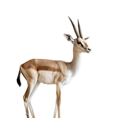 Gazelle white background