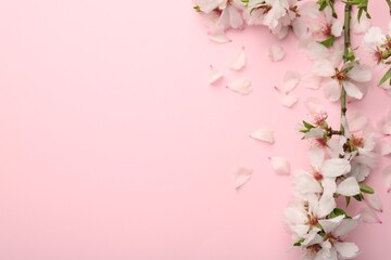 Spring branch with beautiful blossoms, petals and leaves on pink background, top view. Space for...