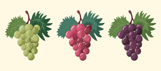 Grapes, illustration vector Set of bunches of grapes purple, red, green colour on a branch with leaves. Isolated on a light background. 