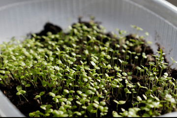 Fresh organic microgreens (baby greens). Seed sprouts are green. Vitamins Amino Acids Benefits Of Organic Superfood