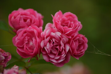 Gruppe von pinken Rosen-Romantische Blütenpracht im Garten