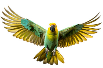 Majestic Green and Yellow Bird Spreading Its Wings. On White or PNG Transparent Background.