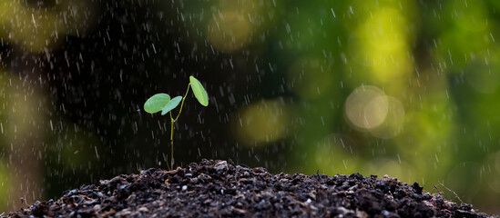 Seedling growing on rich soil in morning time with raining , Green world earth day Care of the...