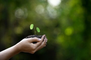 Close up on hands holding seedling for planting. Green world earth day Care of the Environment ...