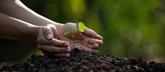Close up on hands holding seedling for planting