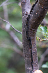 caterpillar on a tree