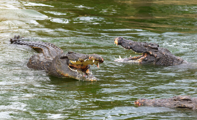 Krokodyle nilowe szykujące się do walki © Darcos
