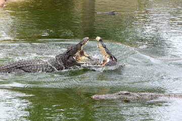 Fototapeta premium Walczące krokodyle nilowe